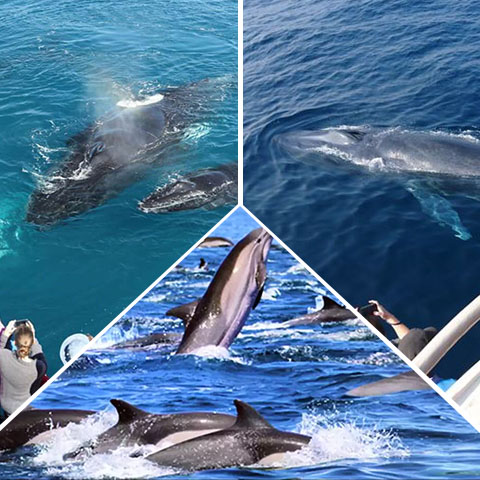 One Day Whale Tales in Miriss