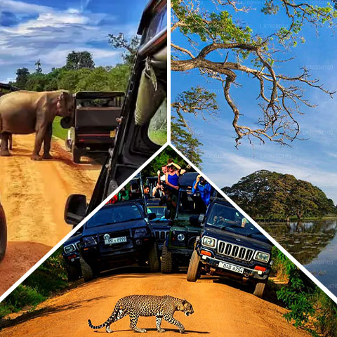 Three Days Yala Tour